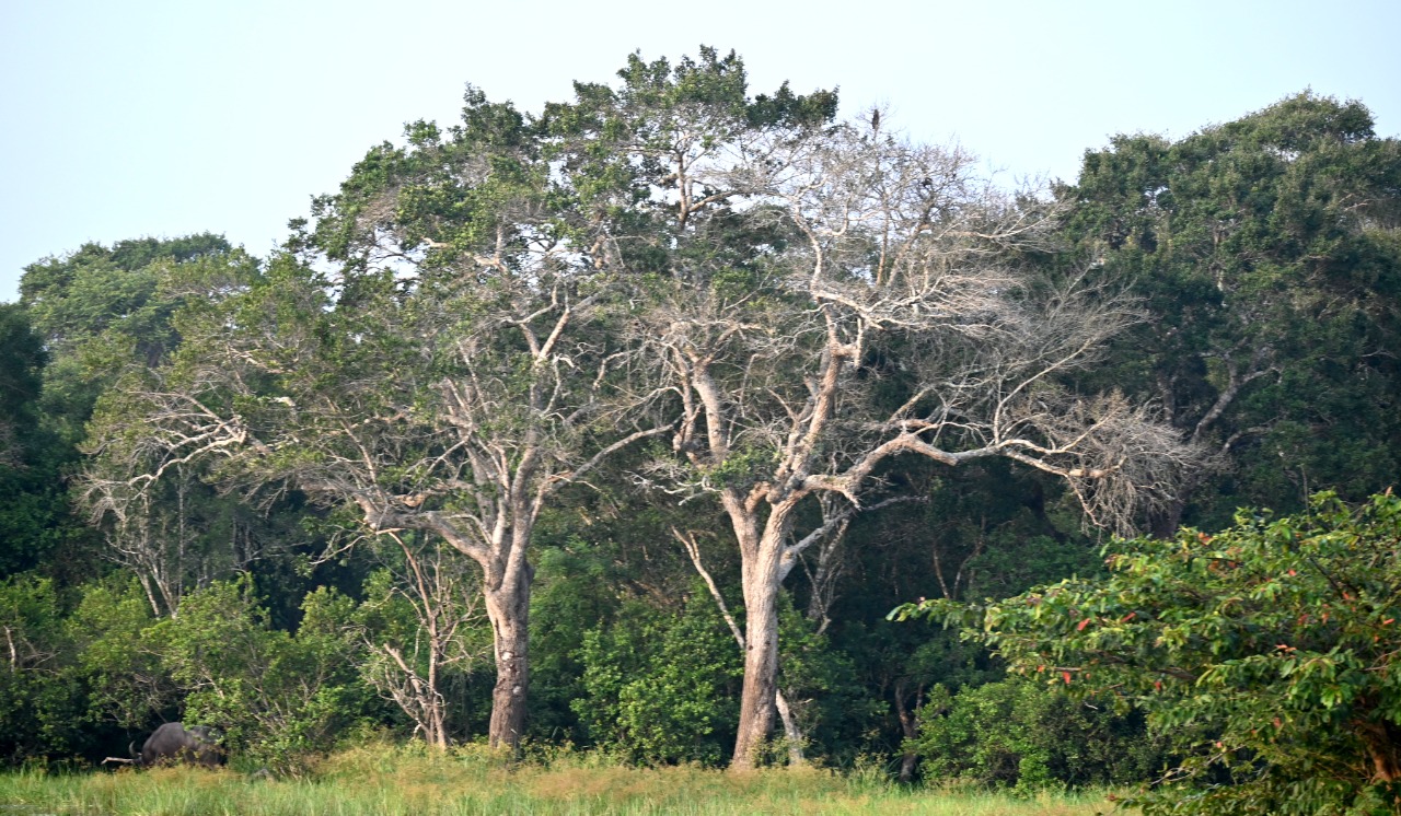 wilpattu-dec 2021-trees