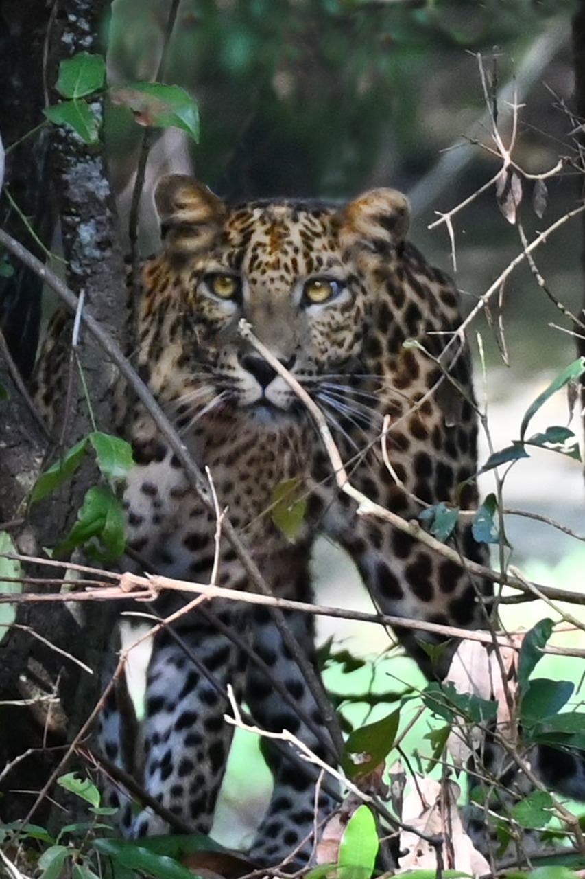 wilpattu-dec2021-leapard sighting
